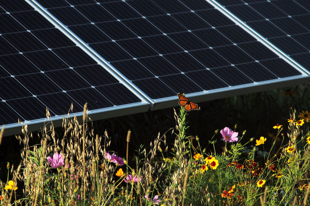 Image of community solar panels surrounded by flowers and a butterfly