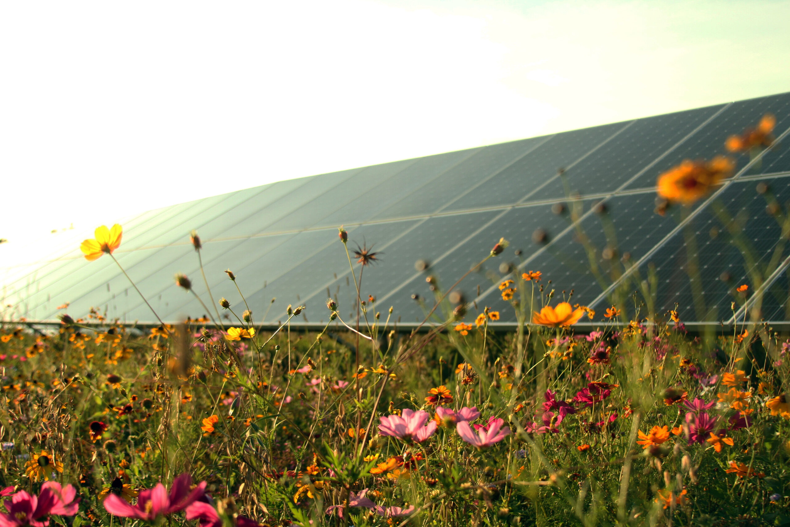 Solar panels in a community solar array surrounded by wildflowers that can help increase pollination