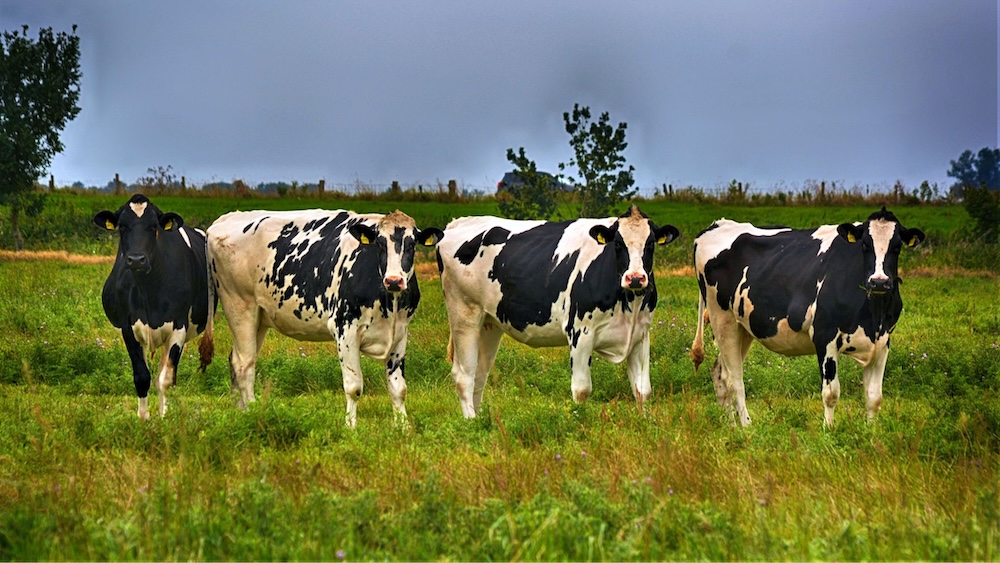 What do dairy cows and community solar have in common?